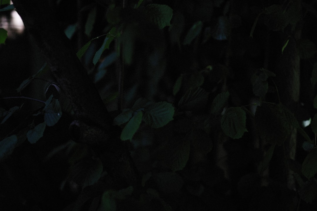 a bird sitting on a tree branch in the dark